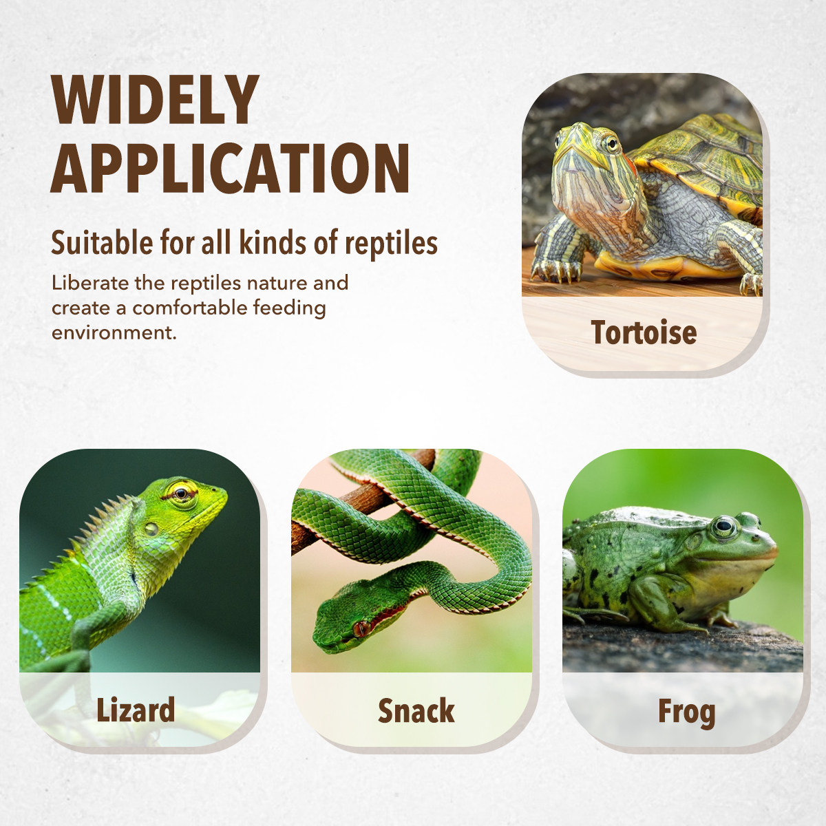 Plato de Alimentación para Mas - Water Dish Reptile reseña y precio